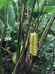 Calathea crotalifera image