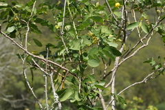 Senna gaudichaudii
