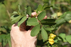 Senna gaudichaudii
