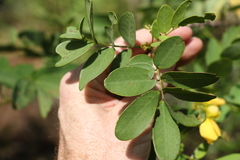 Senna gaudichaudii