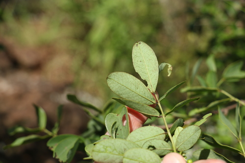 Image of Senna gaudichaudii by (c) Greg Tasney, some rights reserved (CC BY-SA)