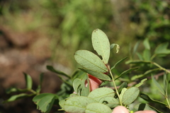 Senna gaudichaudii