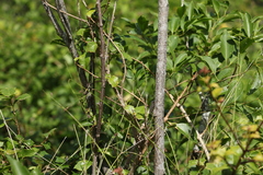 Senna gaudichaudii