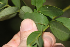 Senna gaudichaudii