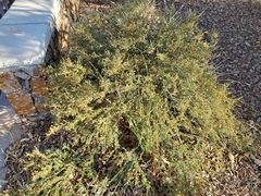 Purshia ericifolia