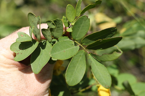 Image of Senna gaudichaudii by (c) Greg Tasney, some rights reserved (CC BY-SA)