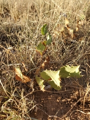 Acourtia nana