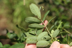 Senna gaudichaudii
