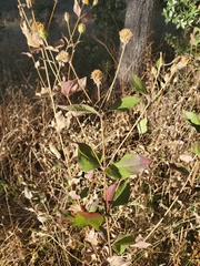 Aldama cordifolia
