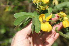 Senna gaudichaudii