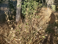 Aldama cordifolia