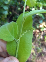 Passiflora multiflora