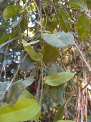 Passiflora multiflora