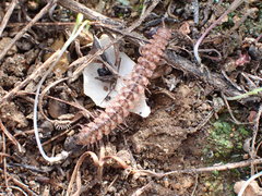 Macrosternodesmidae