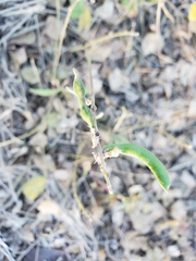 Macroptilium gibbosifolium