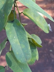 Passiflora multiflora