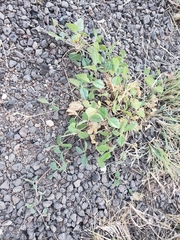 Macroptilium gibbosifolium