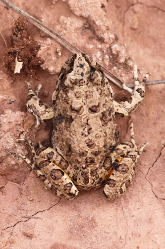 Pleurodema cinereum