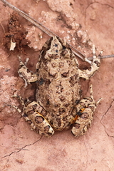 Pleurodema cinereum