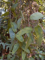 Passiflora multiflora