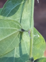 Passiflora multiflora