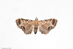 Chloroclystis lichenodes