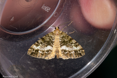 Pseudocoremia lactiflua