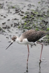 Himantopus himantopus