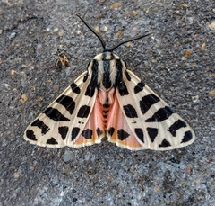 Apantesis incorrupta