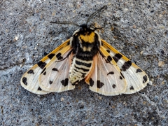 Apantesis incorrupta