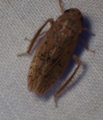 Ponana rubida