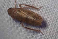 Ponana rubida