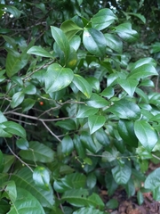 Schaefferia frutescens