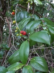 Schaefferia frutescens