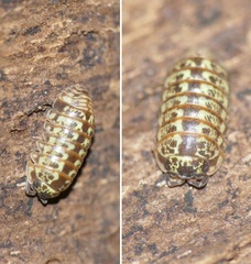 Armadillidium pictum
