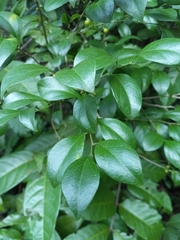 Schaefferia frutescens