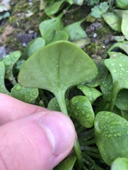 Claytonia perfoliata