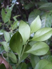 Schaefferia frutescens