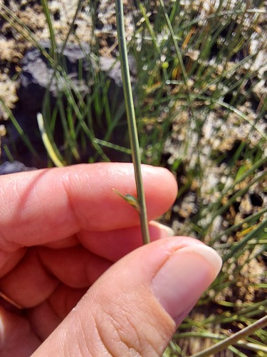 Cyperus laevigatus observed 2022-01-16