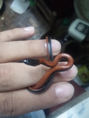 Apostolepis dimidiata