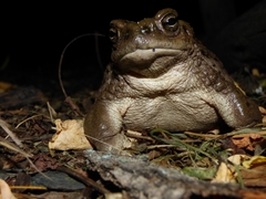 Rhinella spinulosa