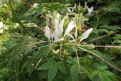 Cleome spinosa