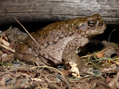 Rhinella spinulosa