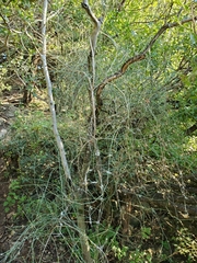Ephedra pedunculata