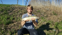 Moxostoma macrolepidotum