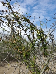 Matelea sagittifolia