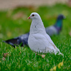 Columba livia domestica