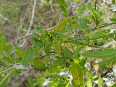 Matelea sagittifolia