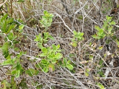 Mandevilla lanuginosa