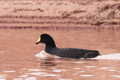 Fulica gigantea